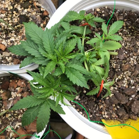 Unknown strain growlog timeline photo