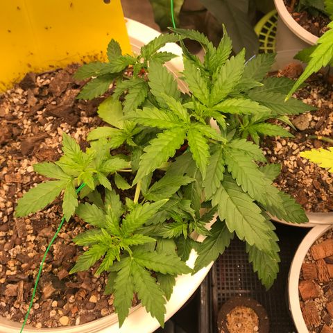 Unknown strain growlog timeline photo