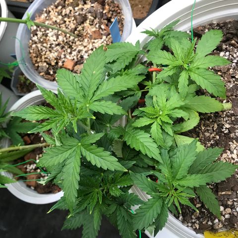 Unknown strain growlog timeline photo