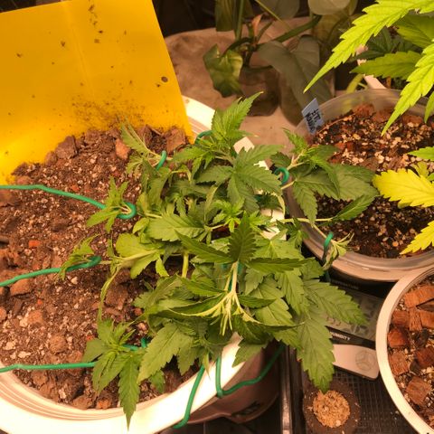 Unknown strain growlog photo: Lst