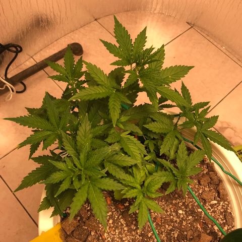 Unknown strain growlog timeline photo