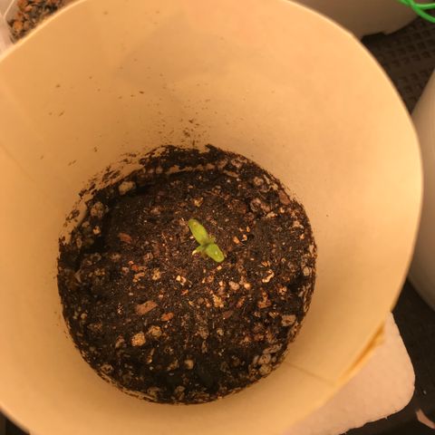 Unknown strain growlog photo: ช่วงต้นอ่อน