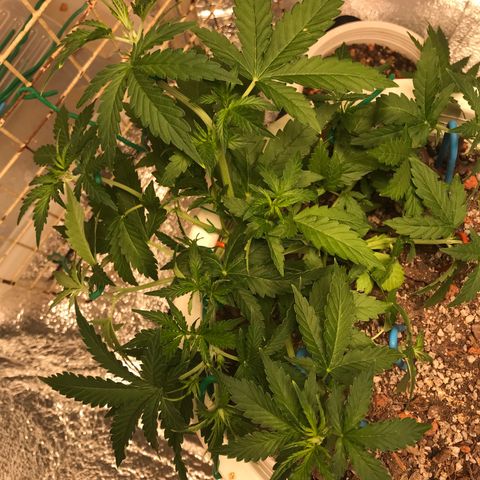 Unknown strain growlog timeline photo