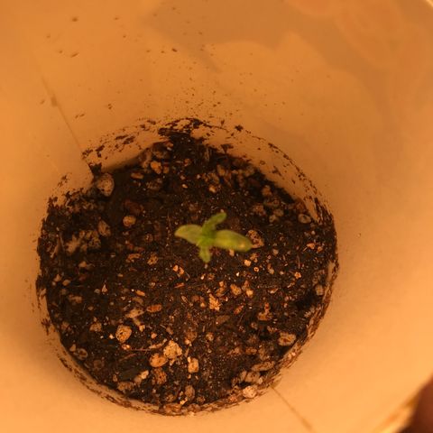 Unknown strain growlog timeline photo
