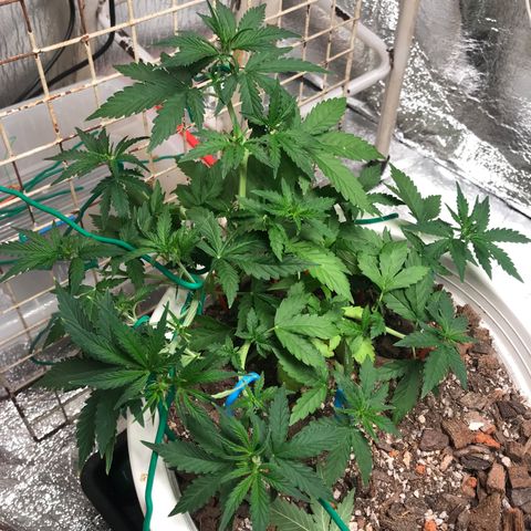 Unknown strain growlog photo: Lst
