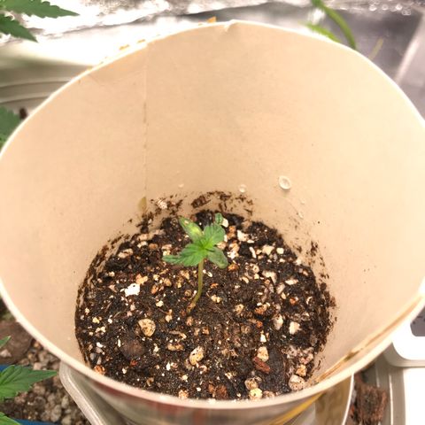 Unknown strain growlog timeline photo