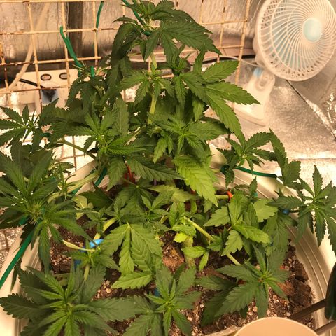 Unknown strain growlog timeline photo
