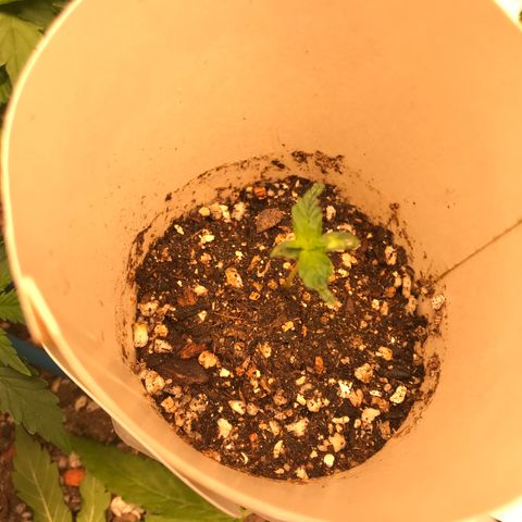 Unknown strain growlog timeline photo