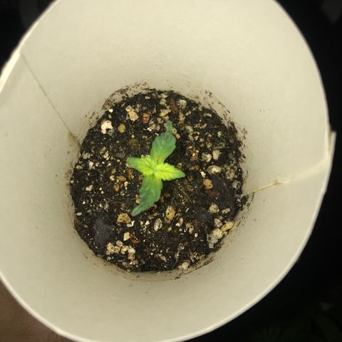 Unknown strain growlog timeline photo