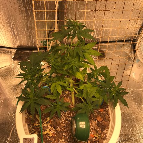 Unknown strain growlog photo: ให้ปุ๋ยวีค3