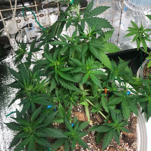 Unknown strain growlog timeline photo