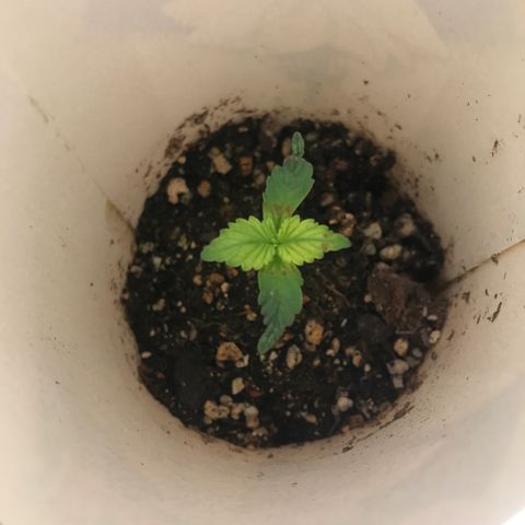 Unknown strain growlog timeline photo