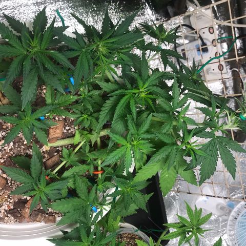 Unknown strain growlog timeline photo