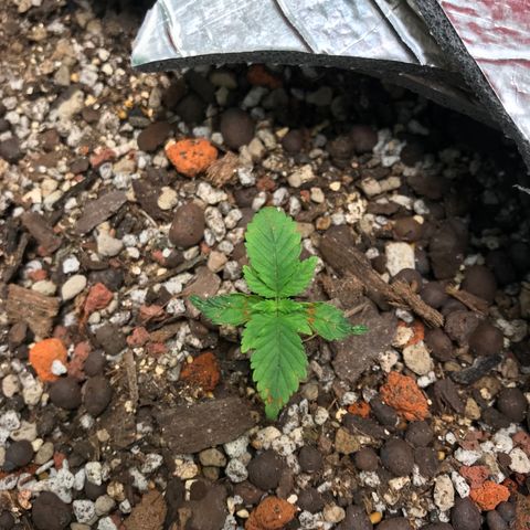 Unknown strain growlog timeline photo