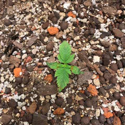 Unknown strain growlog timeline photo