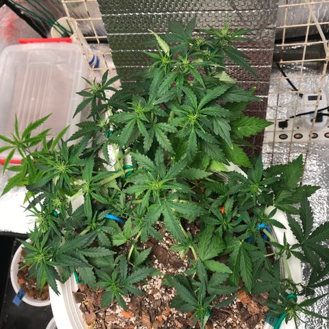 Unknown strain growlog photo: เตรียมทำดอก อัดปุ๋ย