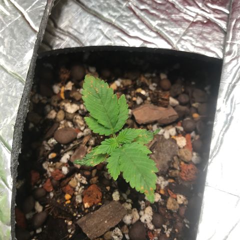 Unknown strain growlog timeline photo