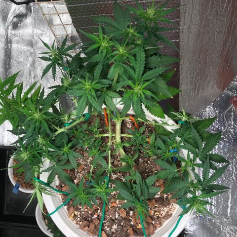Unknown strain growlog photo: เคลียใบ+ lst รอบสุดท้าย