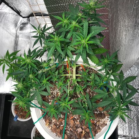 Unknown strain growlog timeline photo