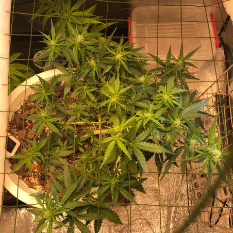 Unknown strain growlog photo: Add scrog