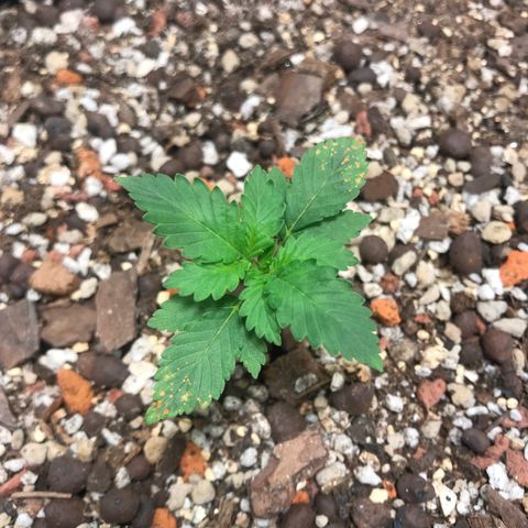 Unknown strain growlog timeline photo