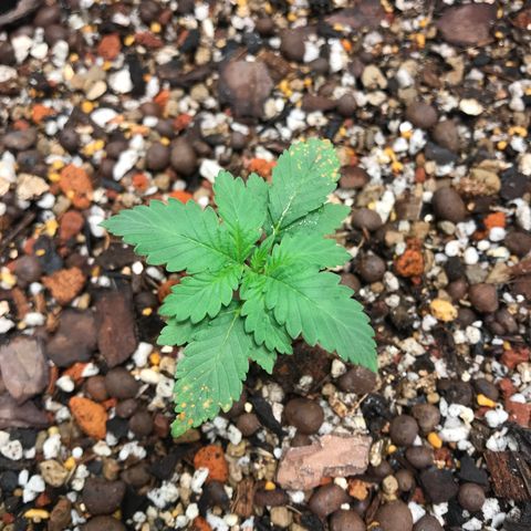 Unknown strain growlog photo: ให้ปุ่ยครั้งที่2