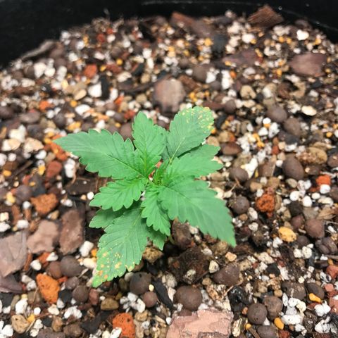 Unknown strain growlog timeline photo