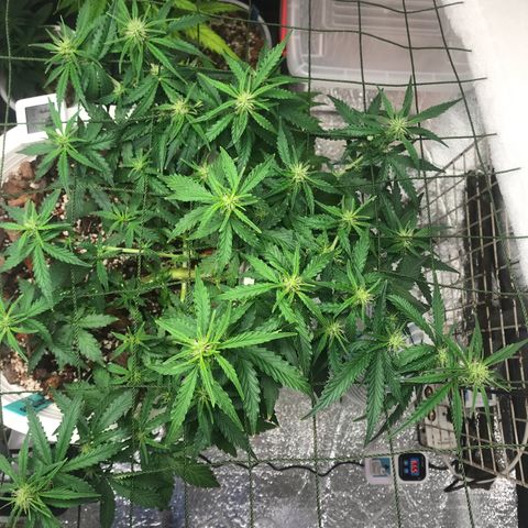Unknown strain growlog timeline photo