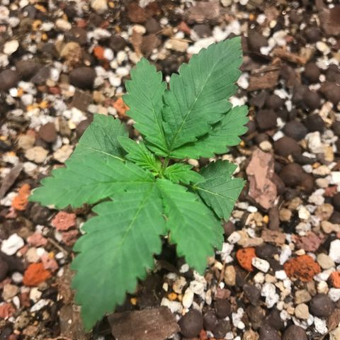 Unknown strain growlog timeline photo