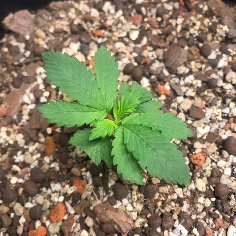Unknown strain growlog timeline photo