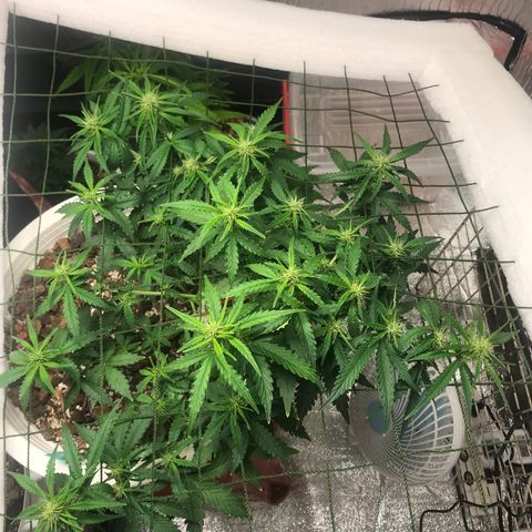 Unknown strain growlog timeline photo
