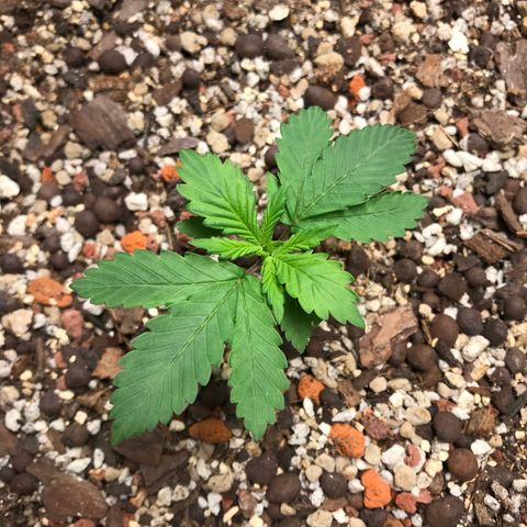 Unknown strain growlog timeline photo