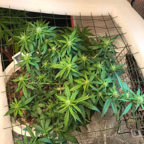 Unknown strain growlog timeline photo