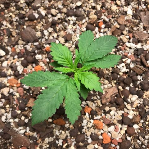 Unknown strain growlog timeline photo