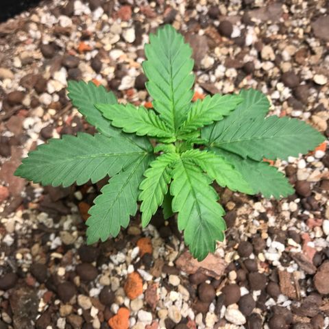 Unknown strain growlog timeline photo