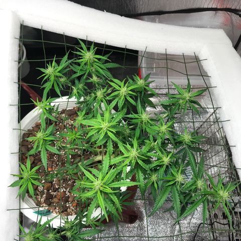 Unknown strain growlog photo: เคลียใบรอบสุดท้าย 