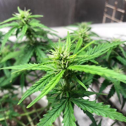 Unknown strain growlog photo: เคลียใบรอบสุดท้าย 