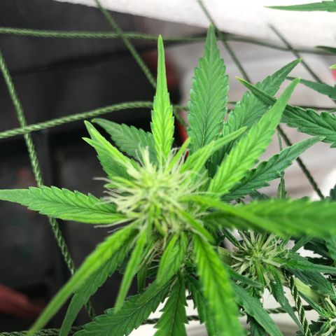 Unknown strain growlog photo: เคลียใบรอบสุดท้าย 