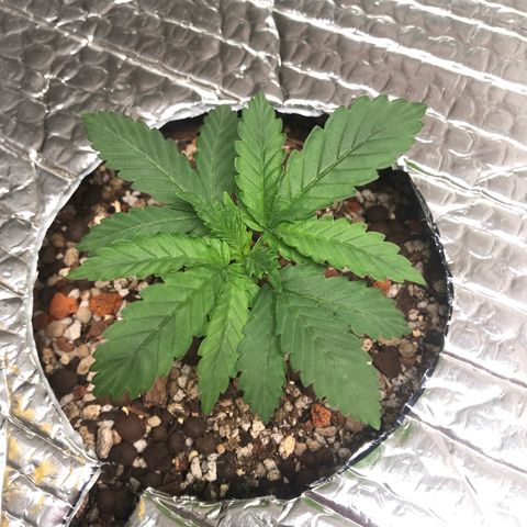 Unknown strain growlog timeline photo