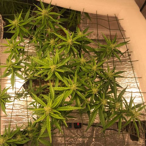 Unknown strain growlog timeline photo