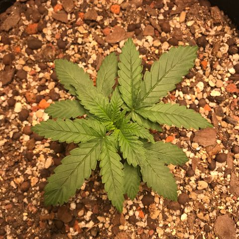 Unknown strain growlog timeline photo