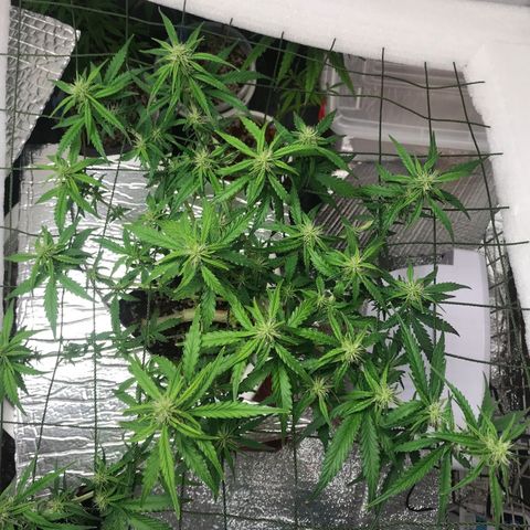 Unknown strain growlog timeline photo