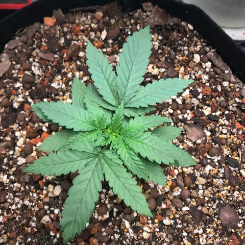 Unknown strain growlog photo: ให้ปุ๋ยรอบ3