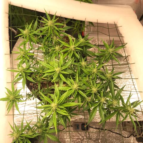 Unknown strain growlog timeline photo