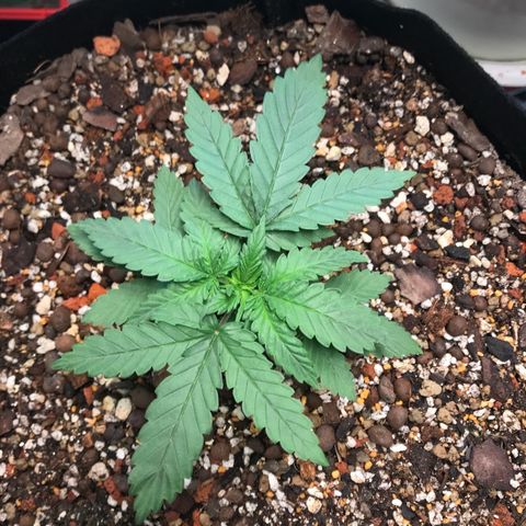 Unknown strain growlog timeline photo