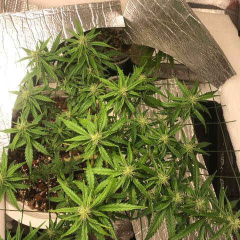 Unknown strain growlog timeline photo