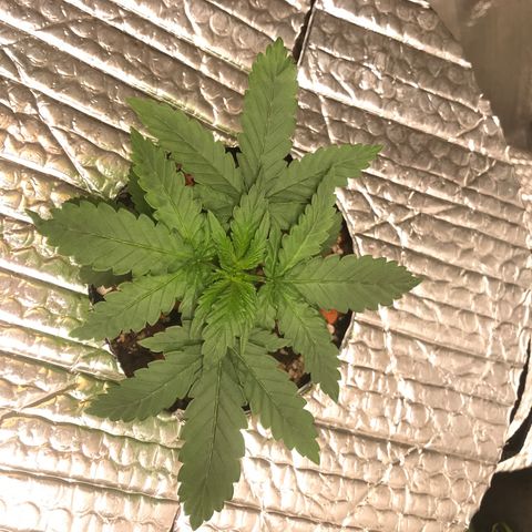 Unknown strain growlog timeline photo