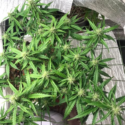Unknown strain growlog timeline photo