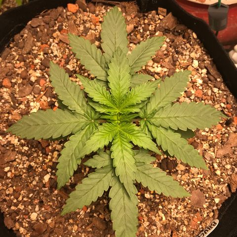 Unknown strain growlog timeline photo