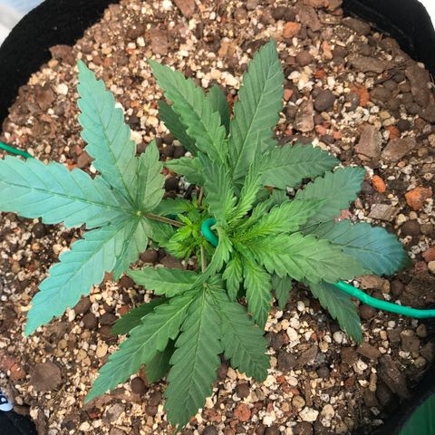 Unknown strain growlog photo: ดัดครั้งแรก